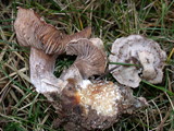 Clitocybe sclerotoidea image