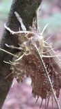 Cordyceps tuberculata image