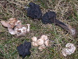 Clitocybe sclerotoidea image