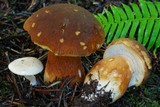 Boletus fibrillosus image