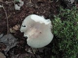 Russula modesta image
