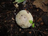 Russula modesta image