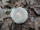Russula modesta image