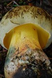Caloboletus rubripes image