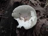 Russula modesta image