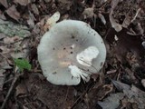 Russula modesta image