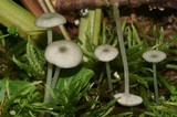 Entoloma subserrulatum image