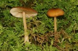 Entoloma formosum image