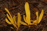 Clavulinopsis laeticolor image