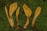 Microglossum olivaceum image