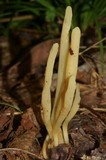Clavaria fumosa image