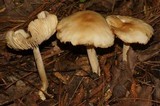 Marasmius nigrodiscus image