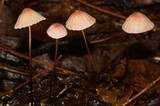 Marasmius pulcherripes image