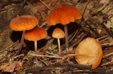 Marasmius sullivantii image