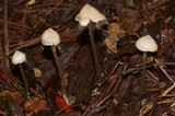 Entoloma conicum image