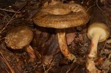 Paxillus involutus image