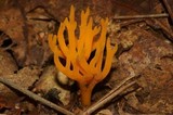 Ramariopsis crocea image