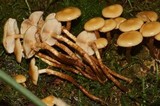Kuehneromyces mutabilis image