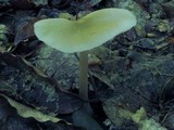 Entoloma strictius image
