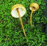 Crinipellis zonata image
