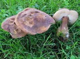 Tylopilus badiceps image