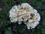 Tremellodendron pallidum image