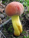 Boletus miniatopallescens image