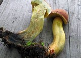 Boletus miniatopallescens image