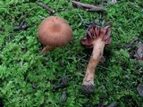 Cortinarius distans image