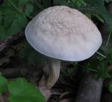 Leccinellum albellum image