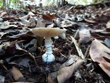 Amanita austrostraminea image