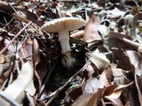 Amanita austrostraminea image