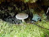 Amanita austrostraminea image