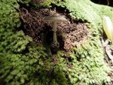 Amanita austrostraminea image