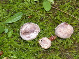 Disciseda cervina image