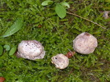 Disciseda cervina image