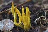Clavulinopsis laeticolor image