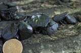 Bulgaria inquinans image