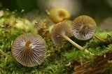 Chromosera cyanophylla image