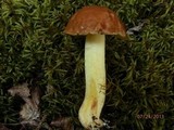 Boletus subglabripes image