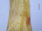 Boletus subglabripes image