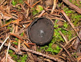 Plectania milleri image