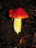 Hygrocybe laetissima image