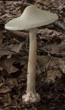 Amanita brunnescens image