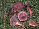 Chroogomphus vinicolor image