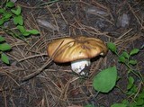 Suillus brevipes image