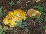 Suillus americanus image