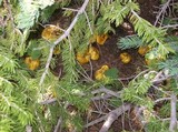 Suillus americanus image