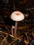Mycena rosea image
