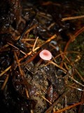 Mycena rosea image
